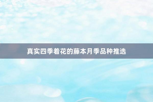 真实四季着花的藤本月季品种推选